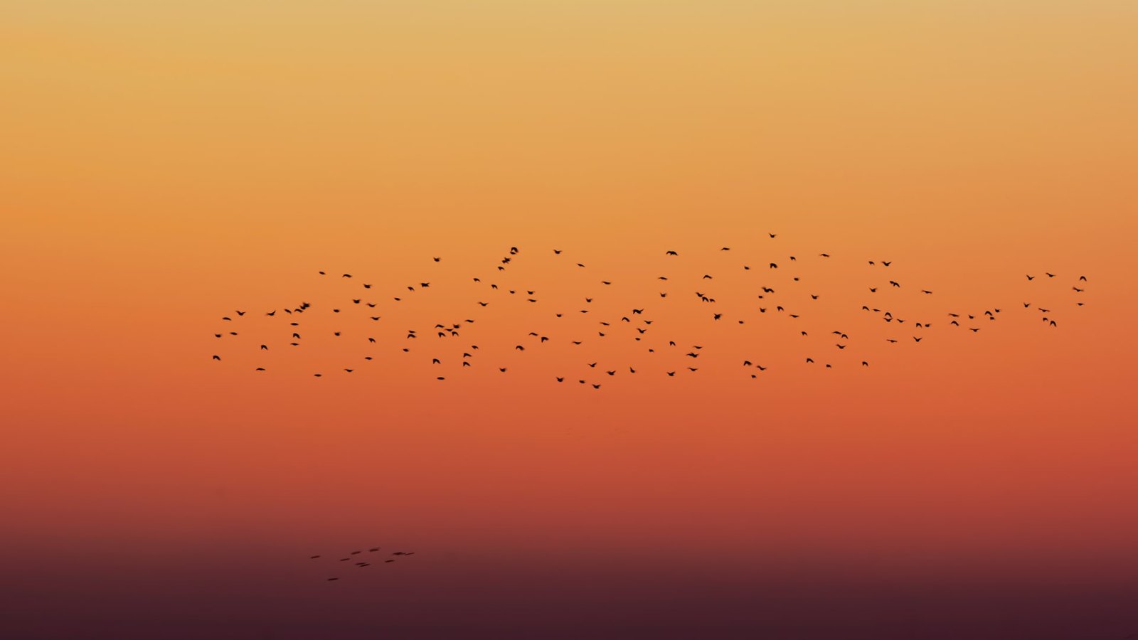 Ye Ku - wings (official videoclip)